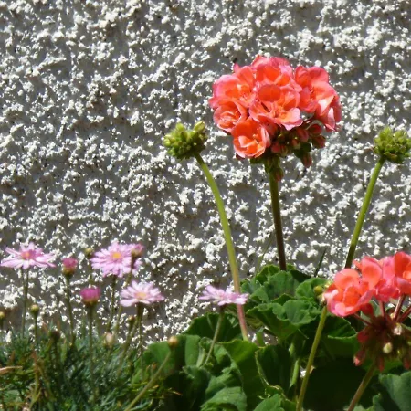Davanti Al Mare Con Ampio Giardino E Parcheggio Gratuito *