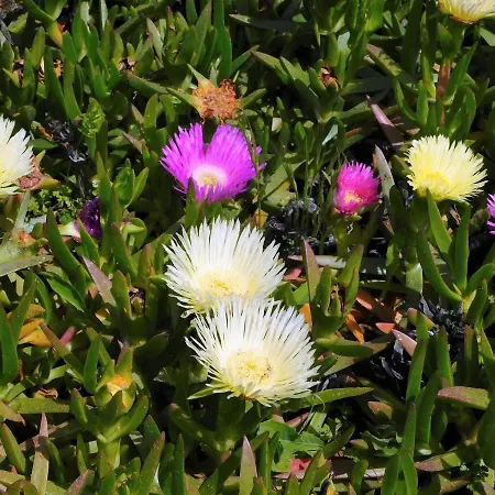 Davanti Al Mare Con Ampio Giardino E Parcheggio Gratuito