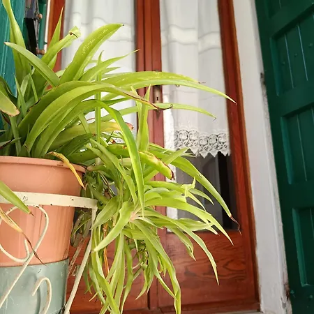 Davanti Al Mare Con Ampio Giardino E Parcheggio Gratuito